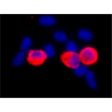 单克隆抗-c-Myc 小鼠抗，100UL，M5546-100UL，Sigma