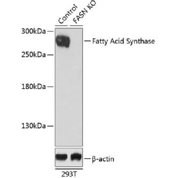 Anti-Fatty Acid Synthase antibody produced in rabbit，100UL，SAB5700006-100UL，Sigma