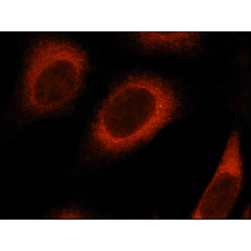 Anti-Rab8 antibody produced in rabbit，200UL，R5530-200UL，Sigma