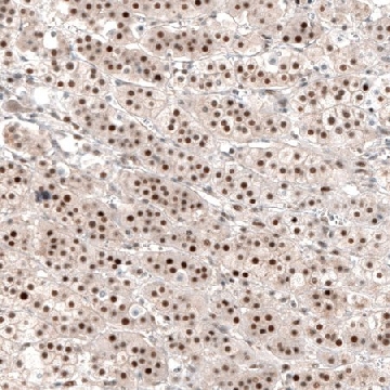 Anti-NR4A3 antibody produced in rabbit，100UL，HPA043360-100UL，Sigma