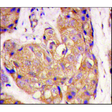 Anti-SOST (N-term) antibody produced in rabbit，100UG，SAB1300086-100UG，Sigma