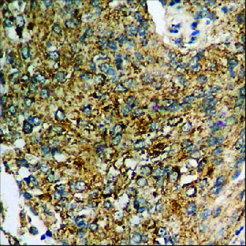 Anti-phospho-SAPK/JNK (pThr¹⁸³) antibody produced in rabbit，100UG，SAB4504449-100UG，Sigma