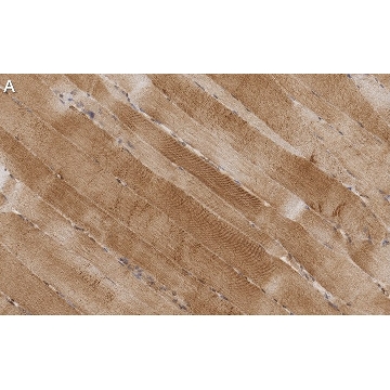 Anti-Irisin (FNDC5) Antibody, clone 2K10 ZooMAb® Rabbit Monoclonal，4X25UL，ZRB1015-4X25UL，Sigma