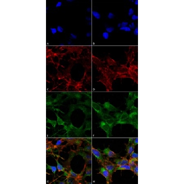 Monoclonal Anti-Acrolein antibody produced in mouse，100UG，SAB5202364-100UG，Sigma