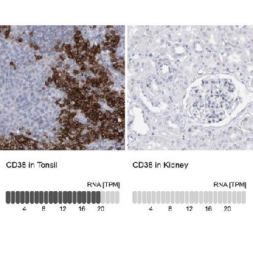 Anti-CD38 antibody produced in rabbit，100UL，HPA022132-100UL，Sigma