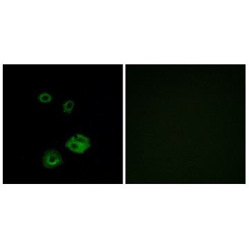 Anti-NPY2R antibody produced in rabbit，100UG，SAB4502029-100UG，Sigma