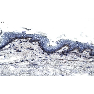 Anti-Collagen Type VII Antibody, clone 1E5 ZooMAb® Rabbit Monoclonal，4X25UL，ZRB1507-4X25UL，Sigma