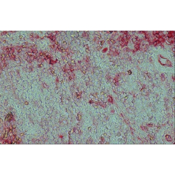 Anti-Goat IgG (whole molecule)–Alkaline Phosphatase antibody produced in rabbit，1ML，A4062-1ML，Sigma