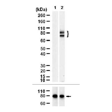 Anti-LRRC8E Antibody, clone 1E10 ZooMAb® Rabbit Monoclonal，254G，ZRB3527-25UL，Sigma