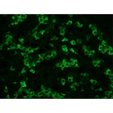 Anti-Rat IgG (whole molecule)–FITC antibody produced in rabbit，1ML，F1763-1ML，Sigma