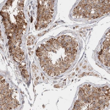 Anti-C17orf53 antibody produced in rabbit，100UL，HPA023393-100UL，Sigma