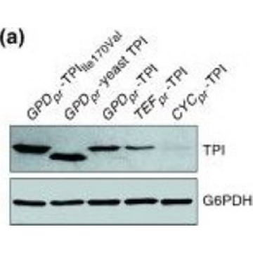 Anti-Glucose-6-Phosphate Dehydrogenase (G-6-PDH) antibody produced in rabbit，1VIAL，A9521-1VL，Sigma