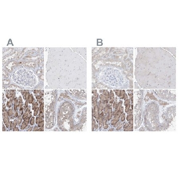 Anti-UFL1 antibody produced in rabbit，100UL，HPA030560-100UL，Sigma