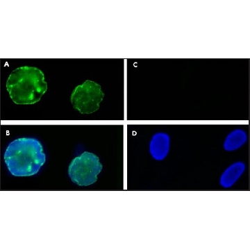 Anti-Progerin antibody, Mouse monoclonal，200UL，SAB4200272-200UL，Sigma