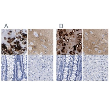 Anti-HAPLN1 antibody produced in rabbit，100UL，HPA019105-100UL，Sigma