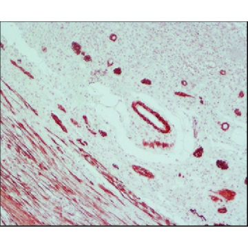 抗小鼠IgG（Fab特异性）- 过氧化物酶 山羊抗，1ML，A3682-1ML，Sigma
