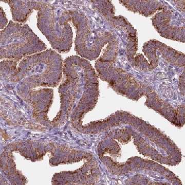 Anti-NLRX1 antibody produced in rabbit，100UL，HPA061516-100UL，Sigma
