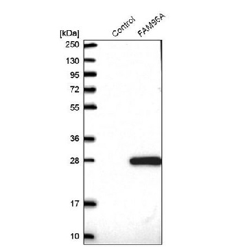 Anti-FAM96A antibody produced in rabbit，100UL，HPA040459-100UL，Sigma
