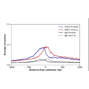 Anti-SOX4 antibody produced in rabbit，100UL，HPA029901-100UL，Sigma