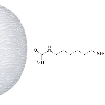 ω-Aminohexyl–Sepharose™ 4B，50ML，A2419-50ML，Sigma