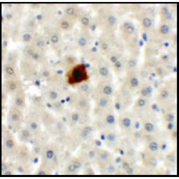 Anti-EI24 antibody produced in rabbit，100UG，SAB3500684-100UG，Sigma