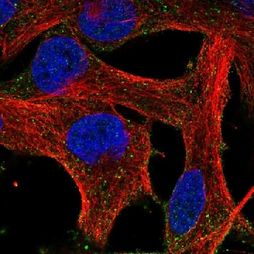Anti-HEBP1 antibody produced in rabbit，100UL，HPA075277-100UL，Sigma