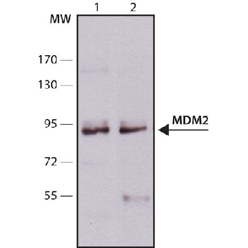 单克隆抗-MDM2 小鼠抗，0.2ML，M4308-.2ML，Sigma