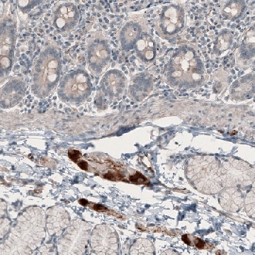 Anti-NMU antibody produced in rabbit，100UL，HPA025926-100UL，Sigma