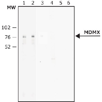 抗-MDMX抗体，小鼠单克隆 小鼠抗，100UL，M0445-100UL，Sigma