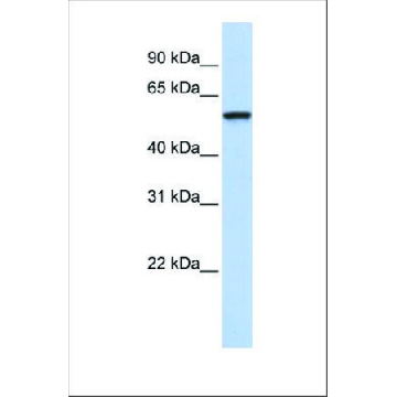 抗-TRIM4 兔抗，100UL，SAB2102554-100UL，Sigma