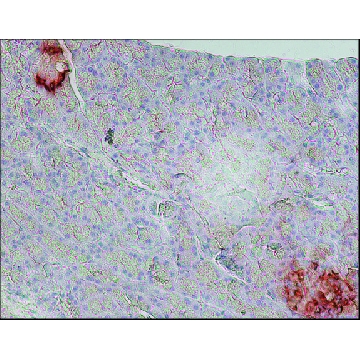 Anti-Glucagon antibody, Mouse monoclonal，25UL，SAB4200685-25UL，Sigma
