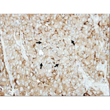 Anti-LAMP2 antibody produced in rabbit，100UL，SAB2701987-100UL，Sigma