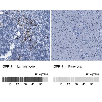 Anti-GPR18 antibody produced in rabbit，100UL，HPA013873-100UL，Sigma