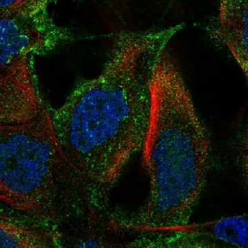 Anti-Tm4Sf18 Antibody Produced In Rabbit，1004G，HPA058640-100UL，Sigma