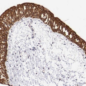 Anti-PIR antibody produced in rabbit，100UL，HPA000697-100UL，Sigma
