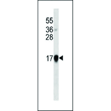 MONOCLONAL ANTI-INTERFERON-ALPHA antibody produced in mouse，400UL，SAB1305504-400UL，Sigma
