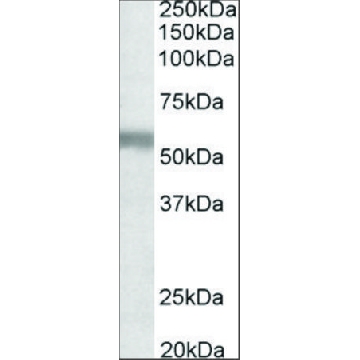 Anti-NPR3 (C-terminal) antibody produced in goat，100UG，SAB2501867-100UG，Sigma