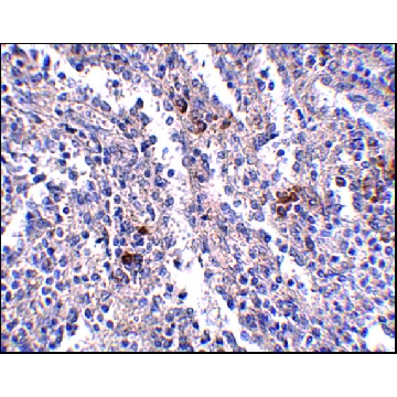 Anti-SYPL2 antibody produced in rabbit，100UG，SAB3500069-100UG，Sigma