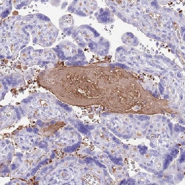 Anti-IGF1 antibody produced in rabbit，100UL，HPA048946-100UL，Sigma