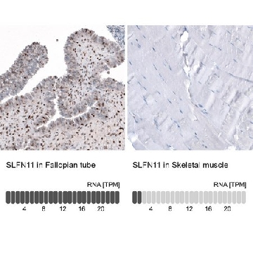 抗  SLFN11 兔抗，100UL，HPA023030-100UL，Sigma