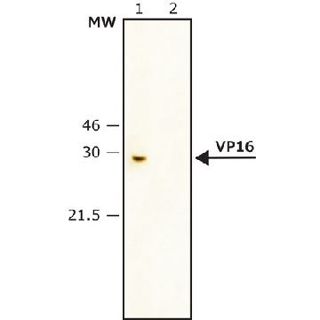 Anti-VP16 antibody produced in rabbit，200UL，V4388-200UL，Sigma