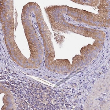 Anti-FAM20A antibody produced in rabbit，100UL，HPA048964-100UL，Sigma