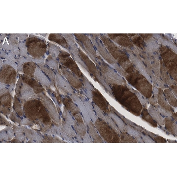 Anti-LEAP2 Antibody, clone 1D17 ZooMAb® Rabbit Monoclonal，25UL，ZRB1018-25UL，Sigma