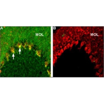 Anti-Caspr2 antibody produced in rabbit，200UL，C8737-200UL，Sigma