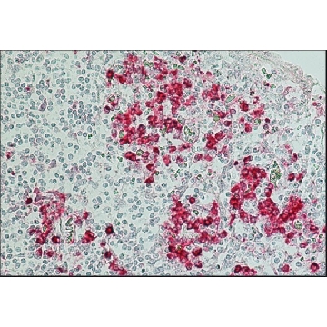 抗  人 IgG（Fc 特异性）-碱性磷酸酶 山羊抗，0.5ML，A9544-.5ML，Sigma