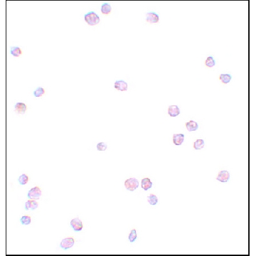 Anti-APC13 antibody produced in rabbit，100UG，SAB3500481-100UG，Sigma