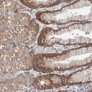 Anti-FBXO43 antibody produced in rabbit，100UL，HPA024295-100UL，Sigma