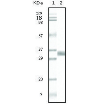 Monoclonal Anti-TGFB1 antibody produced in mouse，100UL，SAB5300197-100UL，Sigma