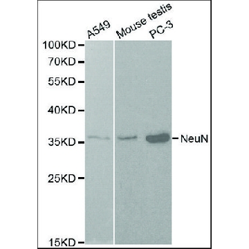 抗NeuN 兔抗，100UL，SAB4300883-100UL，Sigma