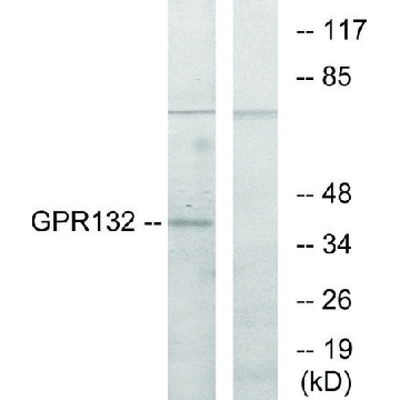 Anti-GPR132 antibody produced in rabbit，100UG，SAB4501353-100UG，Sigma